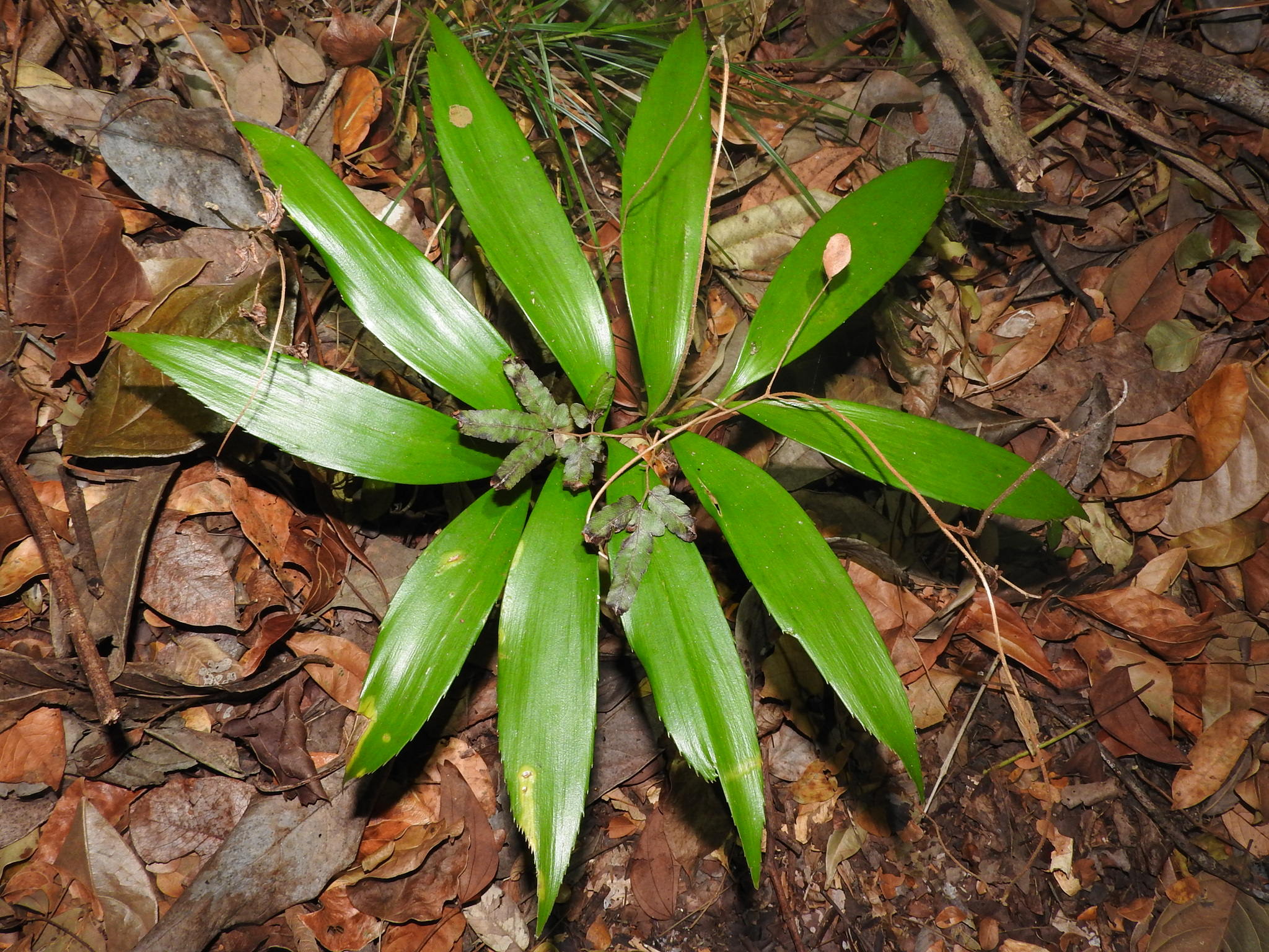 Zamia polymorpha 